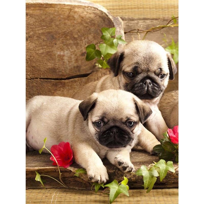 2 Pug Puppies Diamond Painting Diamond Art Kit