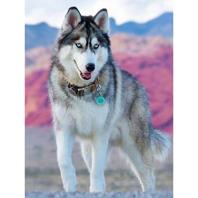 A Husky Dog Diamond Painting Diamond Art Kit